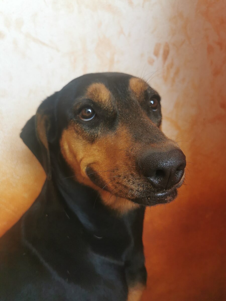 Boneca
