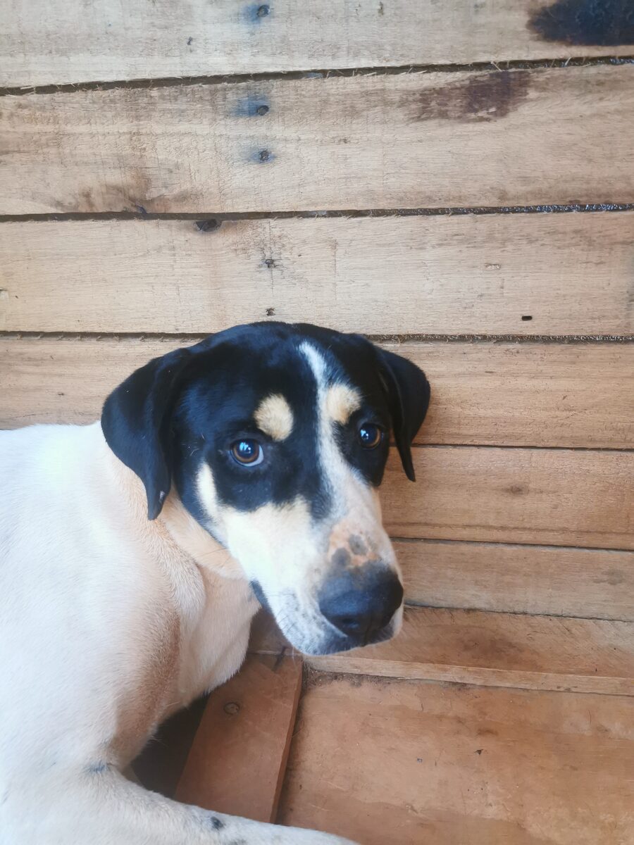 Floquinho