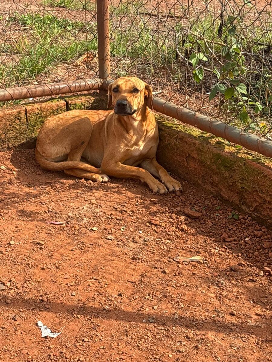 Galega