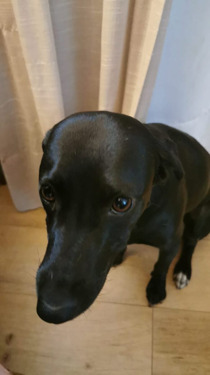 Pretinha