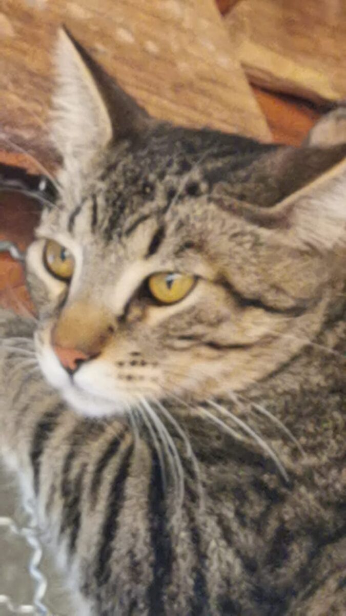Tom