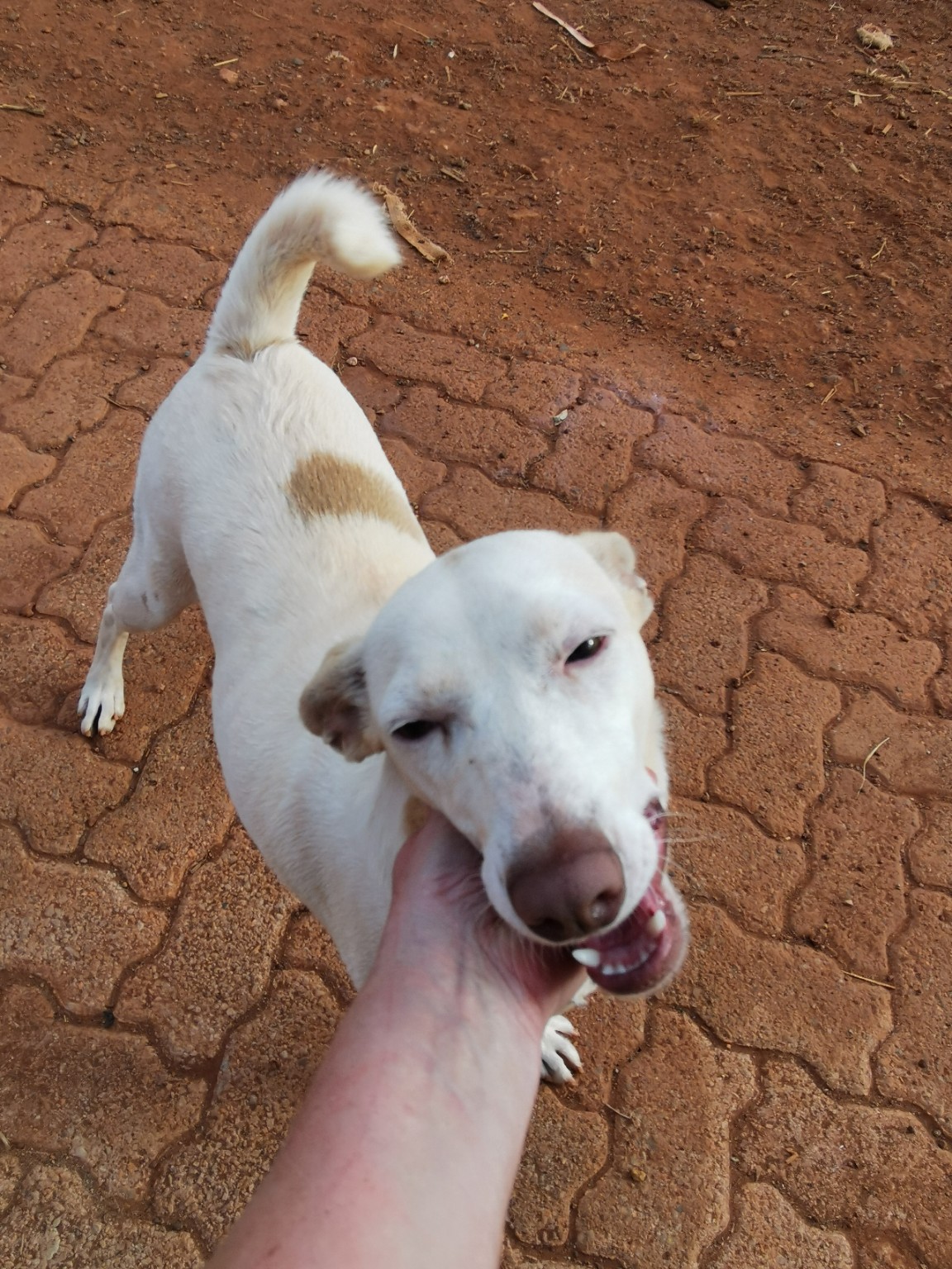 Anny, animal do mês — foto 4 de 6