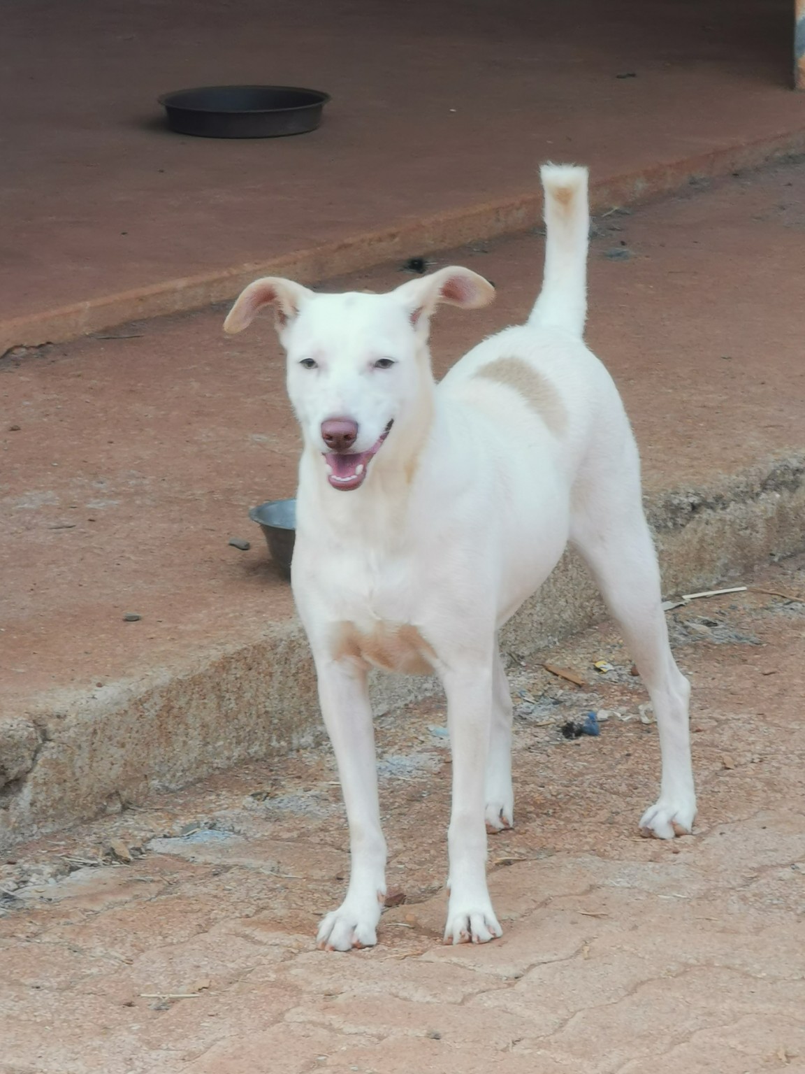 Anny, animal do mês — foto 5 de 6